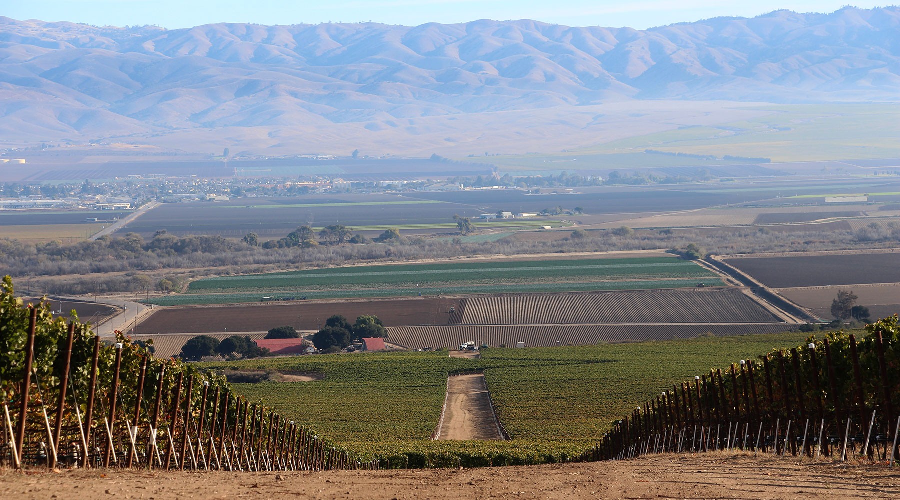 Vineyards looking down a hill towards a mountain range